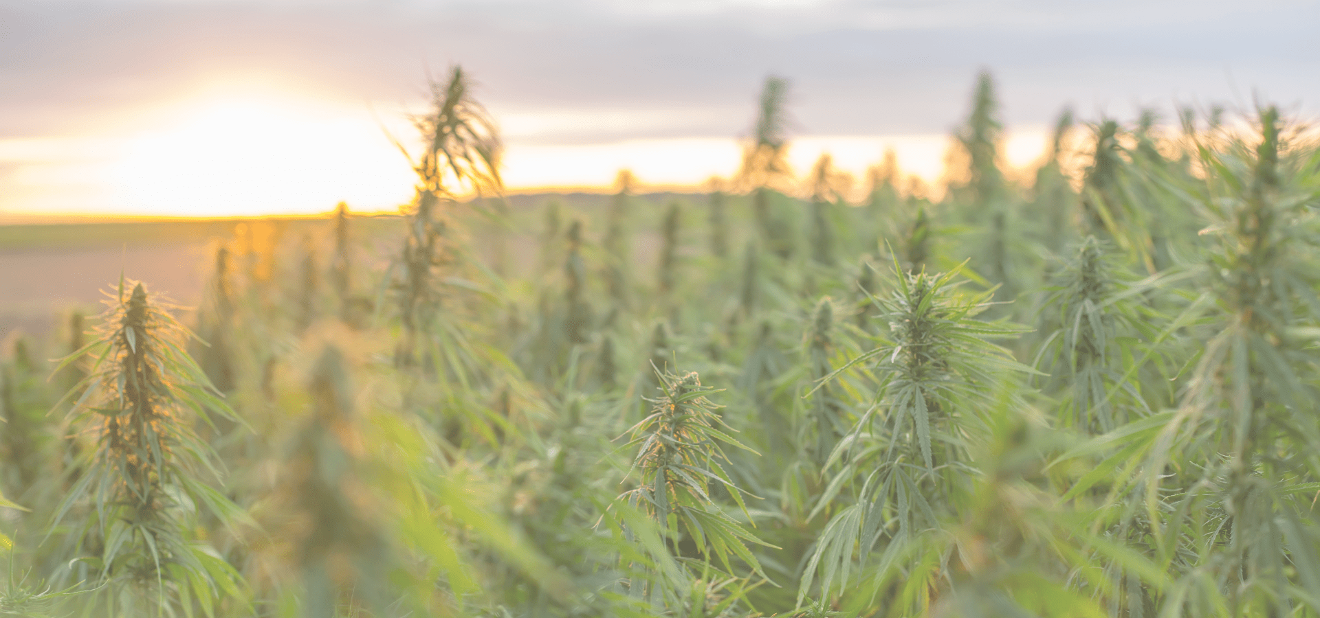 Comment cultiver du CBD chez soi - guide Spliff