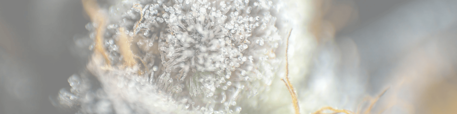 Fleurs cbd premium spliff