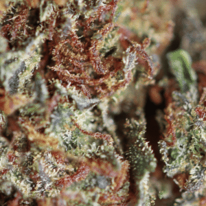 Gorilla Glue – susz THCX Spliff, zbliżenie