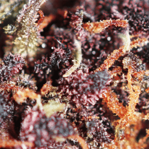 Purple Haze – susz THCX Spliff, zbliżenie