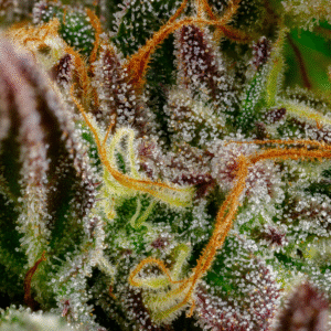 Amnesia – susz THCX Spliff, zbliżenie