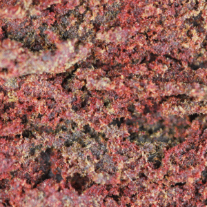 Libanais Rouge – żywica THCX Spliff, zbliżenie