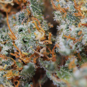 Lemon Skunk – susz CBD Spliff, zbliżenie