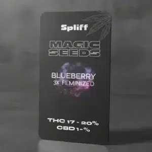 Blueberry – graines de cannabis Spliff, photo 2