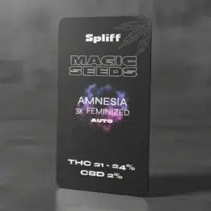 Amnesia – graines de cannabis Spliff, photo 2