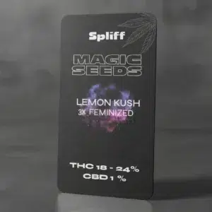 Lemon Kush – graines de cannabis Spliff, photo 2