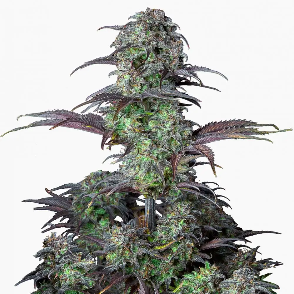 Blueberry – graines de cannabis Spliff
