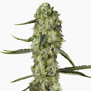 Bruce Banner Auto – graines de cannabis Spliff