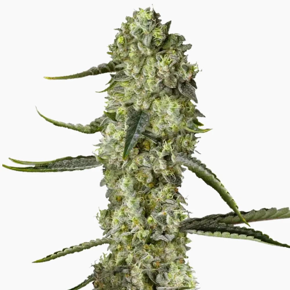 Bruce Banner Auto – graines de cannabis Spliff