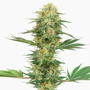 Gelato Auto – graines de cannabis Spliff