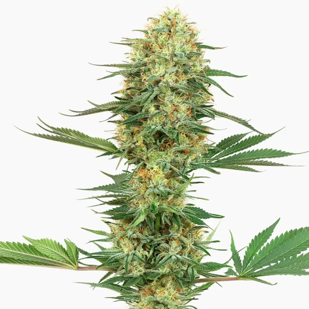 Gelato Auto – graines de cannabis Spliff