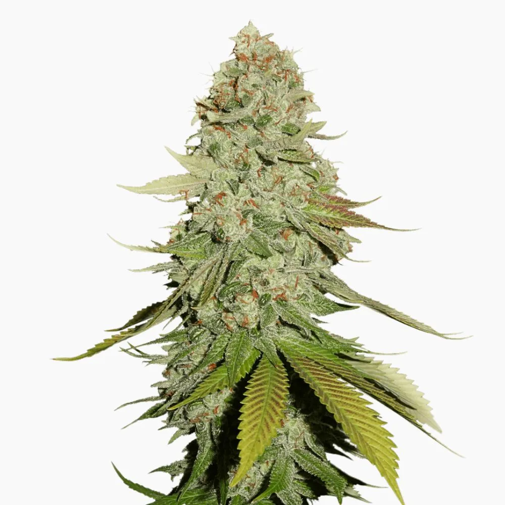 Gorilla Glue Auto – graines de cannabis Spliff