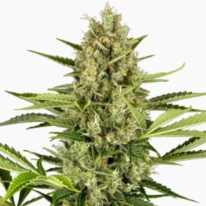 Jack Herer Auto – graines de cannabis Spliff