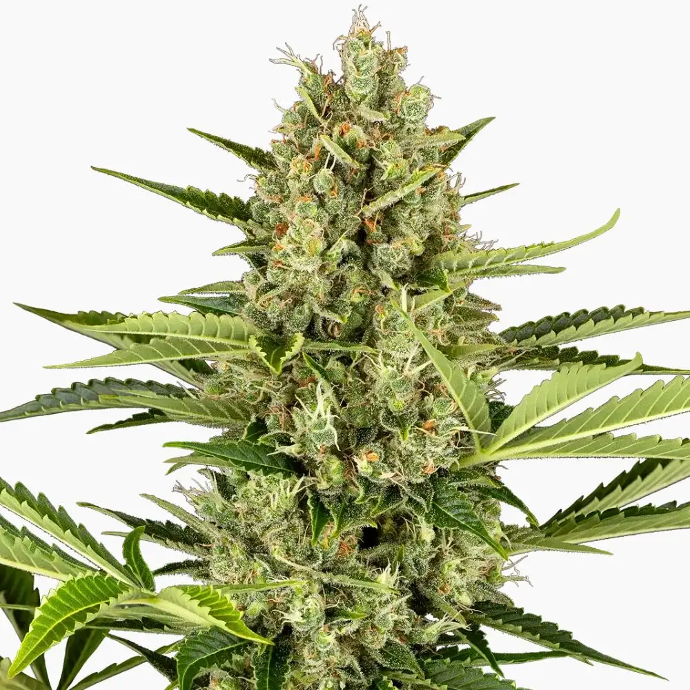 Jack Herer Auto – graines de cannabis Spliff