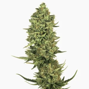Lemon Kush – graines de cannabis Spliff