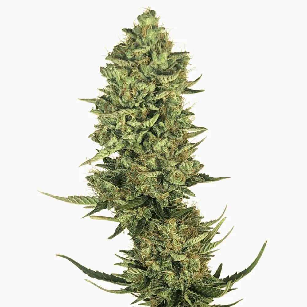 Lemon Kush – graines de cannabis Spliff