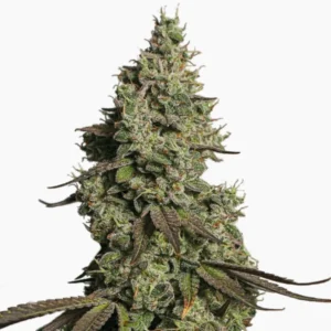 Moby Dick Auto – graines de cannabis Spliff