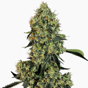 OG Kush – graines de cannabis Spliff