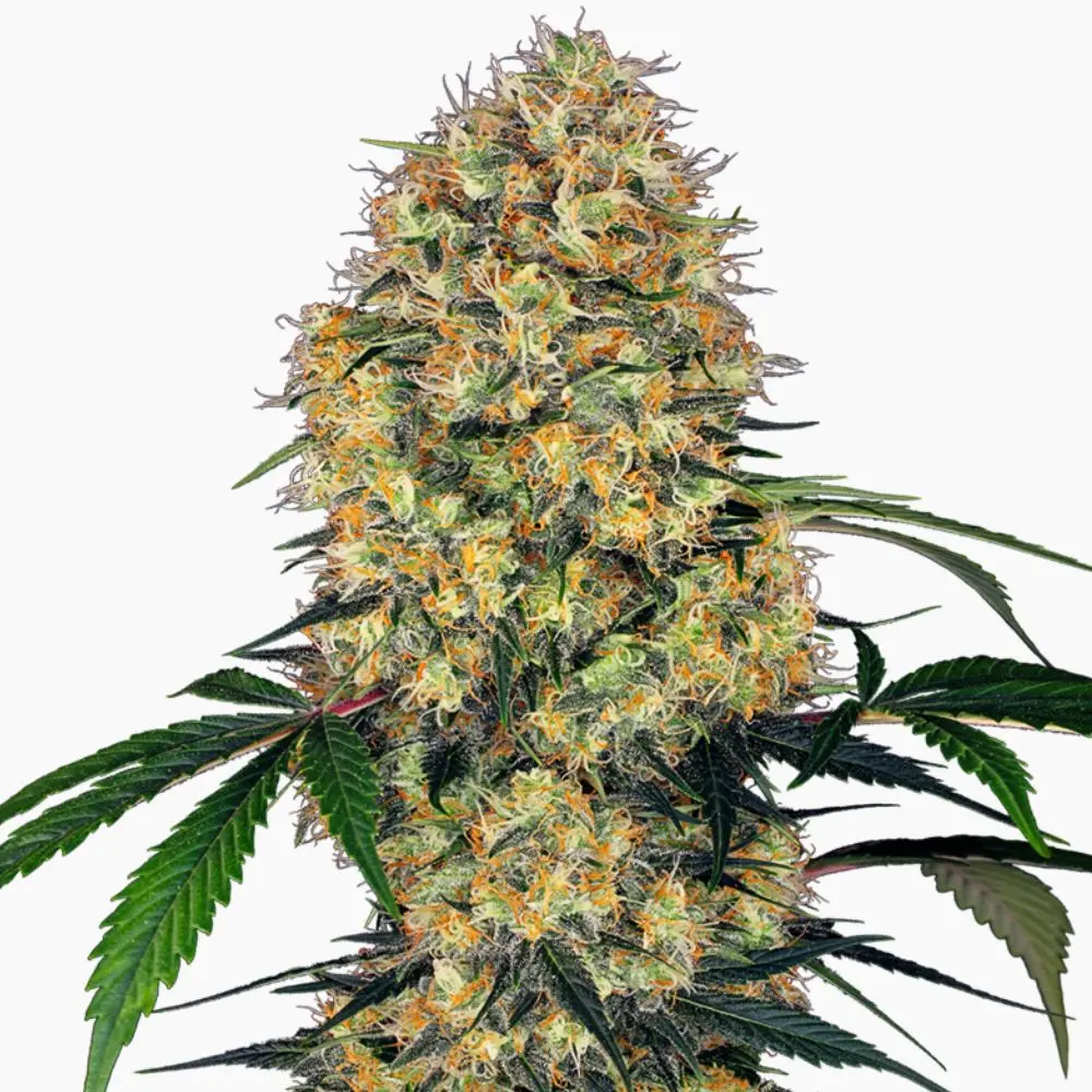 Amnesia – graines de cannabis Spliff