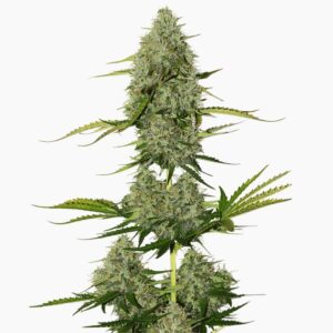 Critical Jack – graines de cannabis Spliff