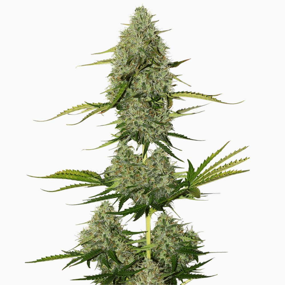 Critical Jack – graines de cannabis Spliff