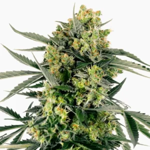 Moby Dick – graines de cannabis Spliff