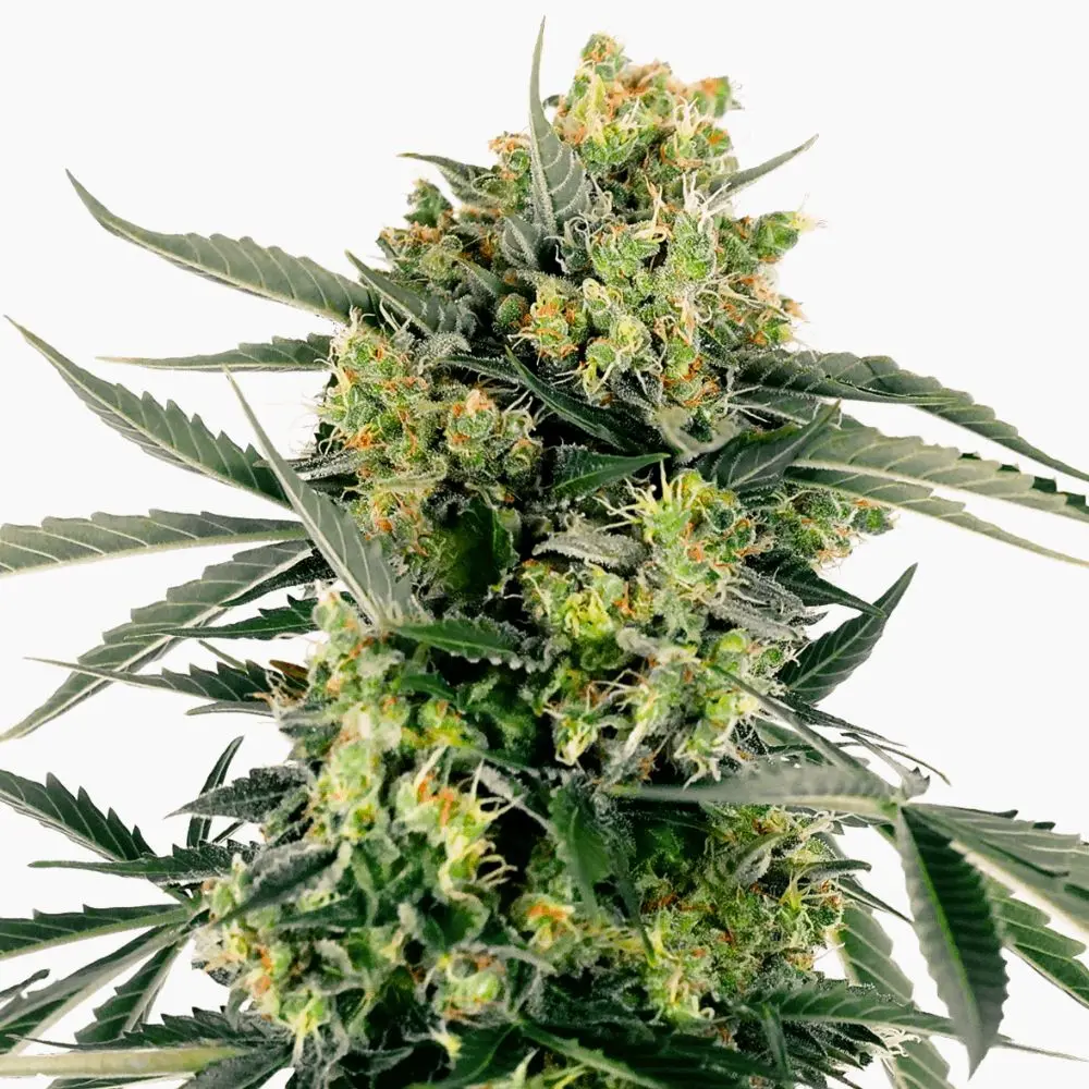 Moby Dick – graines de cannabis Spliff