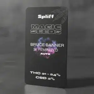 Bruce Banner Auto – graines de cannabis Spliff, photo 2