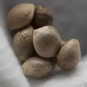 OG Kush – graines de cannabis Spliff, photo 3