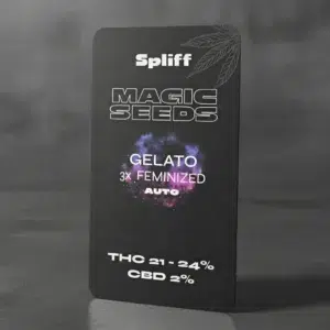 Gelato Auto – graines de cannabis Spliff, photo 2