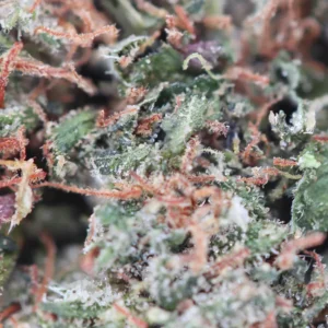 Bubble Gum – susz THCX Spliff, zbliżenie