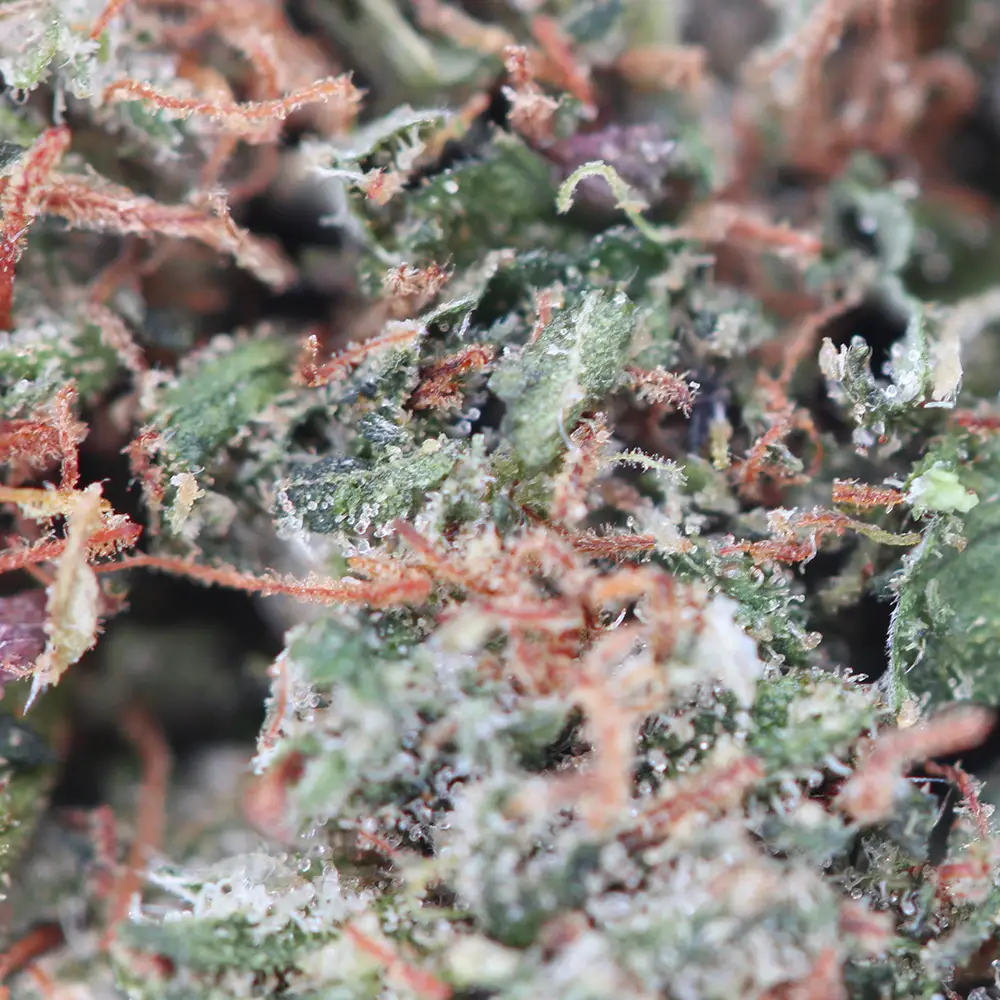 Bubble Gum – fleur THCX Spliff, gros plan
