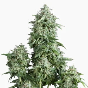 Amnesia Auto – graines de cannabis Spliff