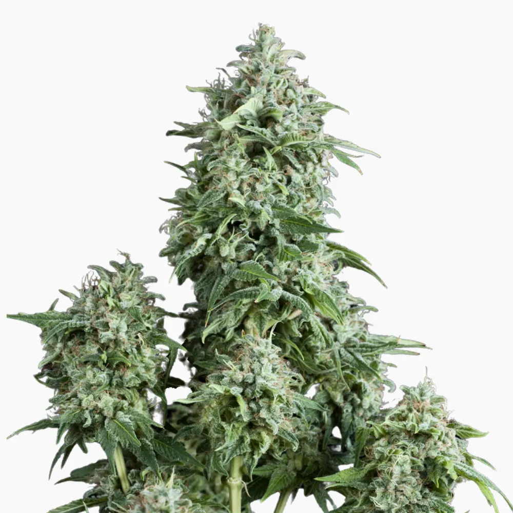 Amnesia Auto – graines de cannabis Spliff