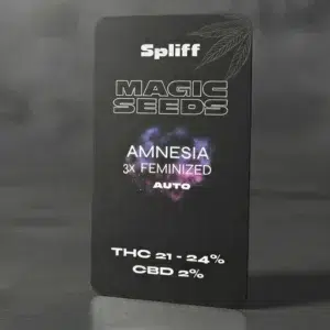 Amnesia Auto – graines de cannabis Spliff, photo 2