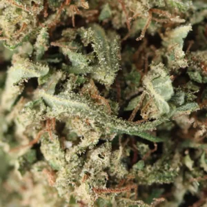 Dream Diesel – fleur de CBD Spliff, gros plan
