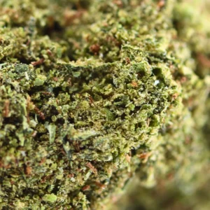 Gelato Cali USA – susz THCX Spliff, zbliżenie