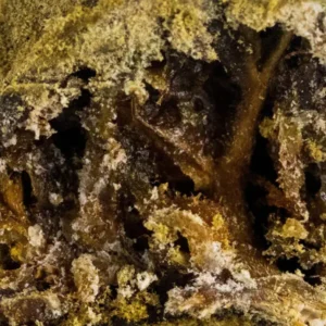 Moon Rock – résine THCX Spliff, gros plan