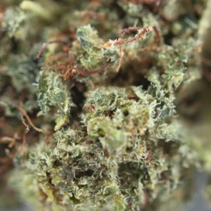 Orange Bud – fleur THCX Spliff, gros plan