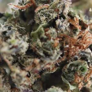 Pink Panther – fleur THCX Spliff, gros plan