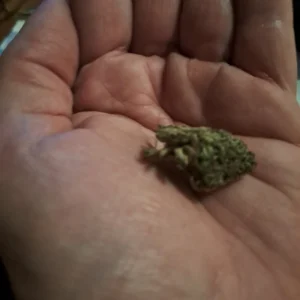 Opinia klienta Critical 2.0 ze zdjęciem - Spliff