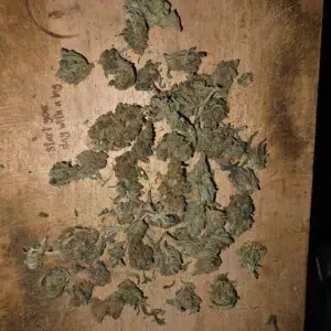 Opinia klienta Minibud Premium ze zdjęciem - Spliff